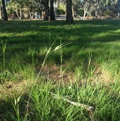 Themeda triandra (Kangaroo Grass) at Scullin, ACT - 20 Dec 2024 by MattM