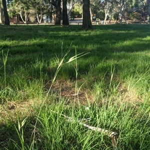 Themeda triandra (Kangaroo Grass) at Scullin, ACT by MattM