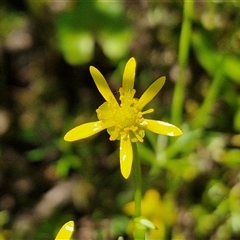 Ranunculus inundatus (River Buttercup) at Breadalbane, NSW - 20 Dec 2024 by trevorpreston