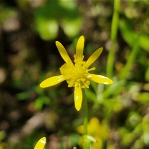 Ranunculus inundatus (River Buttercup) at Breadalbane, NSW by trevorpreston