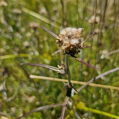 Euchiton sp. (A Cudweed) at Breadalbane, NSW - 20 Dec 2024 by trevorpreston