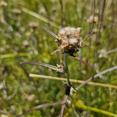 Unidentified Daisy at Breadalbane, NSW - 20 Dec 2024 by trevorpreston