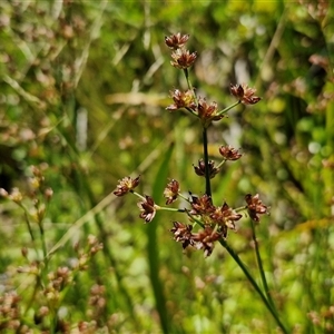 Juncus articulatus subsp. articulatus (Jointed Rush) at Breadalbane, NSW by trevorpreston