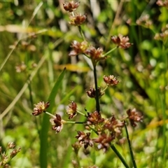 Juncus articulatus subsp. articulatus at Breadalbane, NSW - 20 Dec 2024 01:19 PM