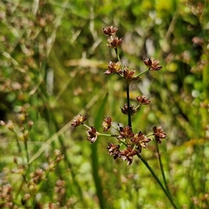 Juncus articulatus subsp. articulatus at Breadalbane, NSW - 20 Dec 2024 01:19 PM