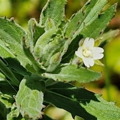 Epilobium sp. at Breadalbane, NSW - 20 Dec 2024 by trevorpreston