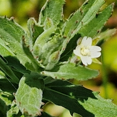 Epilobium hirtigerum (Hairy Willowherb) at Breadalbane, NSW - 20 Dec 2024 by trevorpreston