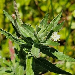 Epilobium hirtigerum at Breadalbane, NSW - 20 Dec 2024