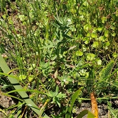 Epilobium hirtigerum at Breadalbane, NSW - 20 Dec 2024 01:18 PM