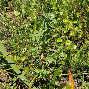 Epilobium hirtigerum at Breadalbane, NSW - 20 Dec 2024