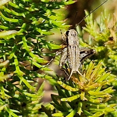 Bobilla aff. victoriae at Breadalbane, NSW - 20 Dec 2024 by trevorpreston