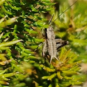 Bobilla aff. victoriae at Breadalbane, NSW - 20 Dec 2024 01:16 PM