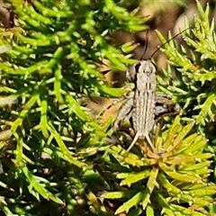 Bobilla aff. victoriae at Breadalbane, NSW - 20 Dec 2024 01:16 PM