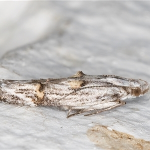 Leptozestis and Trachydora (genera) at Melba, ACT - 17 Dec 2024 10:29 PM