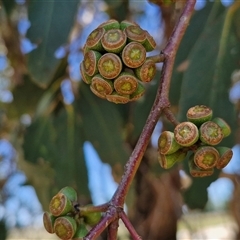 Eucalyptus dives (Broad-leaved Peppermint) at Breadalbane, NSW - 20 Dec 2024 by trevorpreston