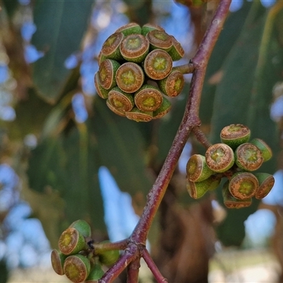 Eucalyptus dives (Broad-leaved Peppermint) at Breadalbane, NSW - 20 Dec 2024 by trevorpreston