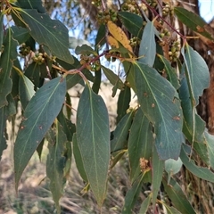 Eucalyptus dives at Breadalbane, NSW - 20 Dec 2024 01:08 PM