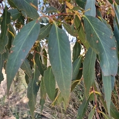 Eucalyptus dives at Breadalbane, NSW - 20 Dec 2024 01:08 PM