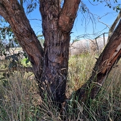 Eucalyptus dives at Breadalbane, NSW - 20 Dec 2024 01:08 PM