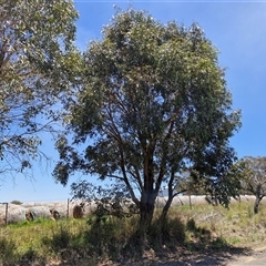 Eucalyptus dives at Breadalbane, NSW - 20 Dec 2024 01:08 PM