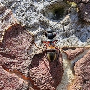 Unidentified True bug (Hemiptera, Heteroptera) at Breadalbane, NSW by trevorpreston