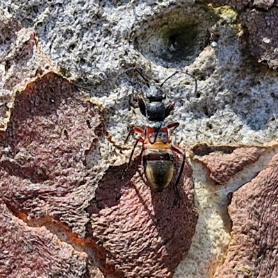 Daerlac cephalotes (Ant Mimicking Seedbug) at Breadalbane, NSW - 20 Dec 2024 by trevorpreston