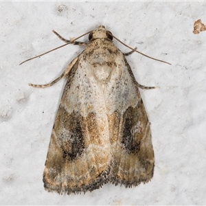 Maliattha amorpha (An Erebid moth (Acontiinae) at Melba, ACT by kasiaaus