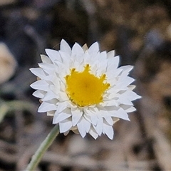 Leucochrysum albicans subsp. tricolor at Breadalbane, NSW - 20 Dec 2024 by trevorpreston