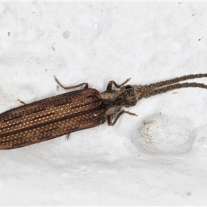 Adinolepis mathesonae (Cupedid beetle) at Melba, ACT by kasiaaus