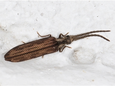 Adinolepis mathesonae (Cupedid beetle) at Melba, ACT - 17 Dec 2024 by kasiaaus