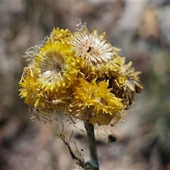 Chrysocephalum apiculatum (Common Everlasting) at Breadalbane, NSW - 20 Dec 2024 by trevorpreston