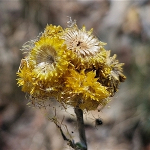 Chrysocephalum apiculatum (Common Everlasting) at Breadalbane, NSW by trevorpreston