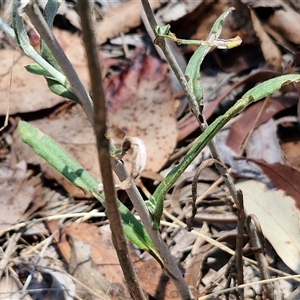 Chrysocephalum apiculatum at Breadalbane, NSW - 20 Dec 2024 01:02 PM