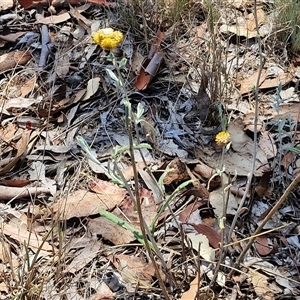 Chrysocephalum apiculatum at Breadalbane, NSW - 20 Dec 2024 01:02 PM