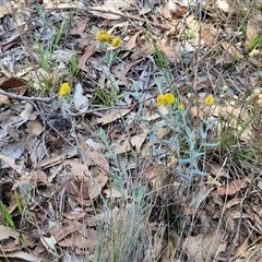 Chrysocephalum apiculatum at Breadalbane, NSW - 20 Dec 2024 01:02 PM