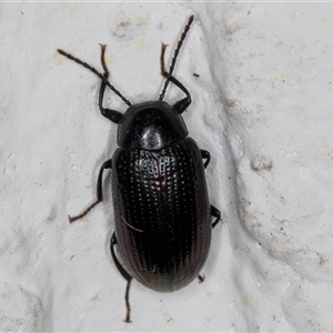 Chalcopteroides sp. (genus) at Melba, ACT - 17 Dec 2024