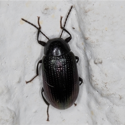 Unidentified Darkling beetle (Tenebrionidae) at Melba, ACT - 17 Dec 2024 by kasiaaus