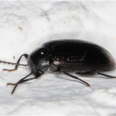 Chalcopteroides sp. (genus) at Melba, ACT - 17 Dec 2024 10:34 PM