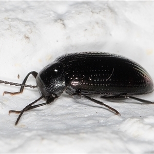 Chalcopteroides sp. (genus) at Melba, ACT - 17 Dec 2024