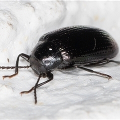 Chalcopteroides sp. (genus) at Melba, ACT - 17 Dec 2024 10:34 PM