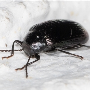 Chalcopteroides sp. (genus) at Melba, ACT - 17 Dec 2024