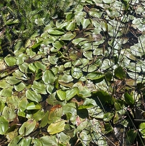 Potamogeton sulcatus (Pondweed) at Grabben Gullen, NSW by JaneR