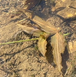 Potamogeton sulcatus at Grabben Gullen, NSW - 18 Dec 2024 04:19 PM