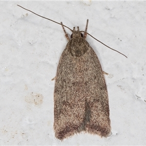 Syringoseca mimica (A Concealer moth (Wingia Group)) at Melba, ACT by kasiaaus