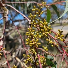 Eucalyptus mannifera (Brittle Gum) at Breadalbane, NSW - 20 Dec 2024 by trevorpreston