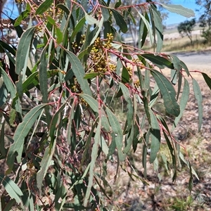 Eucalyptus mannifera at Breadalbane, NSW - 20 Dec 2024 01:02 PM