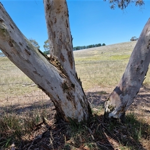 Eucalyptus mannifera at Breadalbane, NSW - 20 Dec 2024 01:02 PM