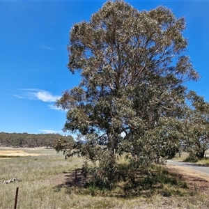 Eucalyptus mannifera at Breadalbane, NSW - 20 Dec 2024 01:02 PM