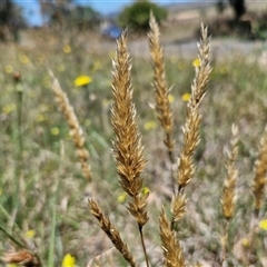 Anthoxanthum odoratum (Sweet Vernal Grass) at Breadalbane, NSW - 20 Dec 2024 by trevorpreston