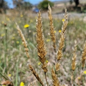 Anthoxanthum odoratum (Sweet Vernal Grass) at Breadalbane, NSW by trevorpreston